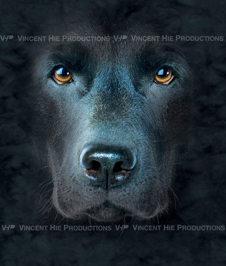 Black Labrador Big Face