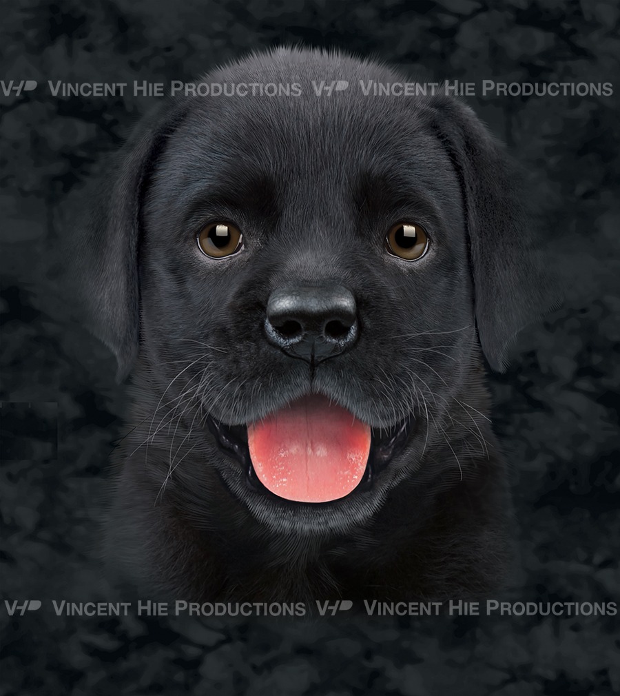 Black Labrador Puppy 2 Big Face
