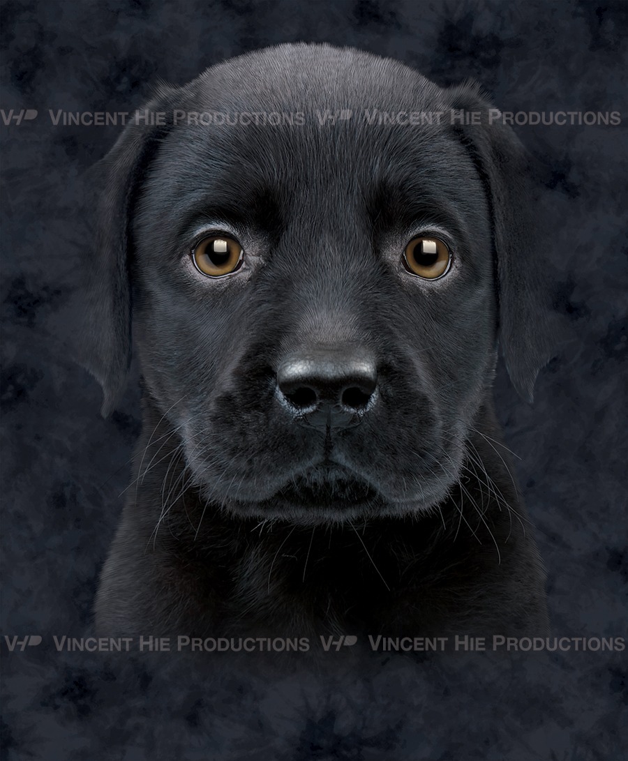 Black Labrador Puppy Big Face