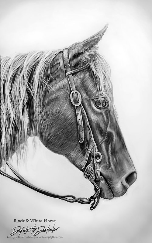 Black & White Horse