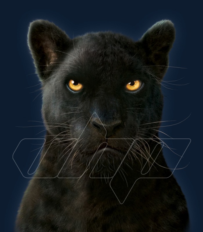 Black Panther Portrait