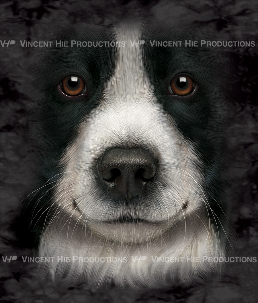 Border Collie Big Face