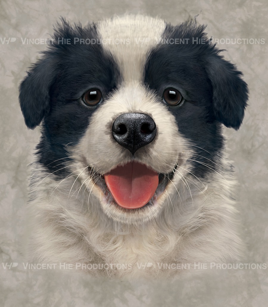 Border Collie Puppie Big Face