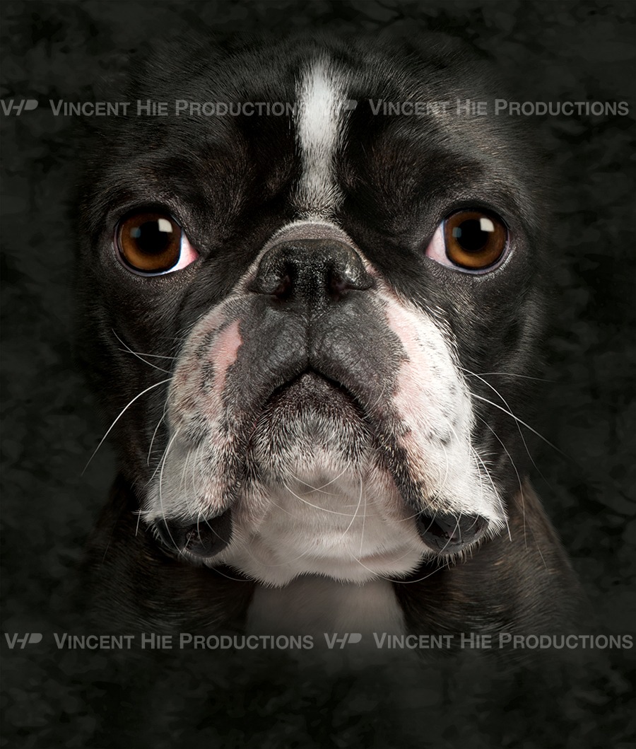 Boston Terrier Big Face