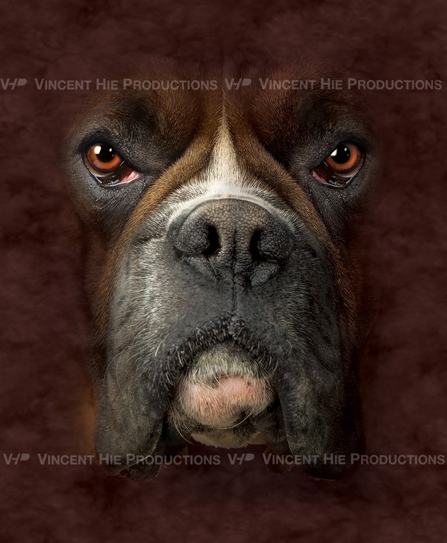 Boxer Big Face