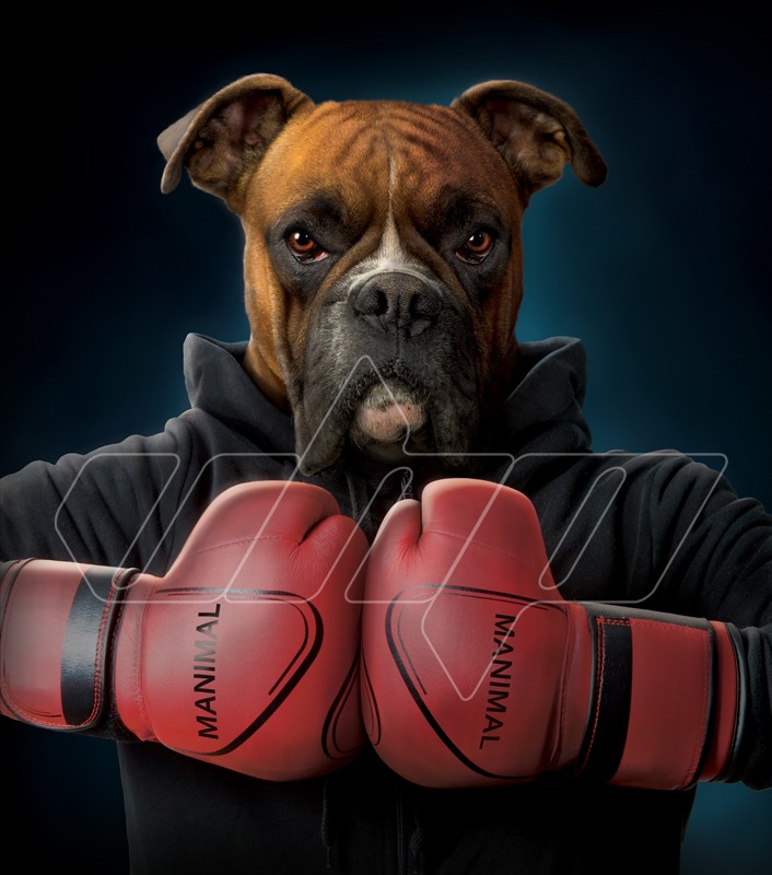 Boxer