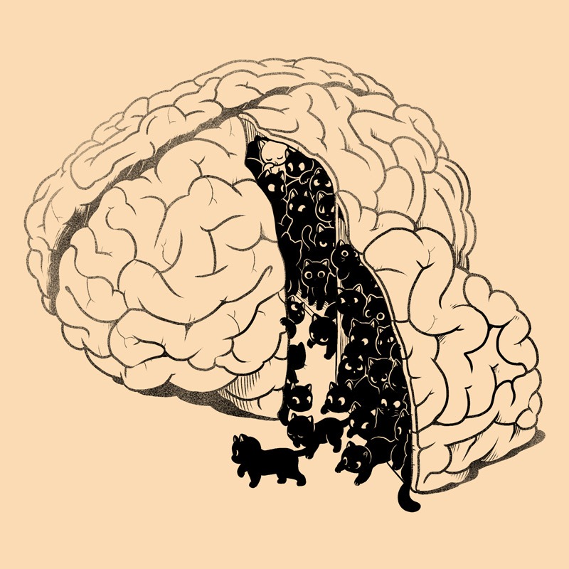 Brain Slice Cats!