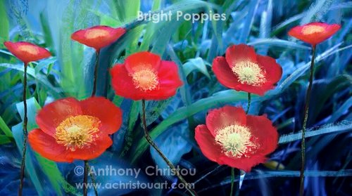 Bright Poppies