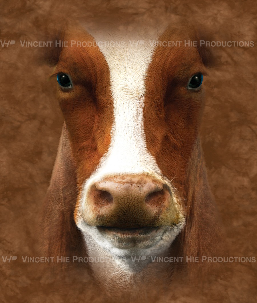 Brown Cow Big Face