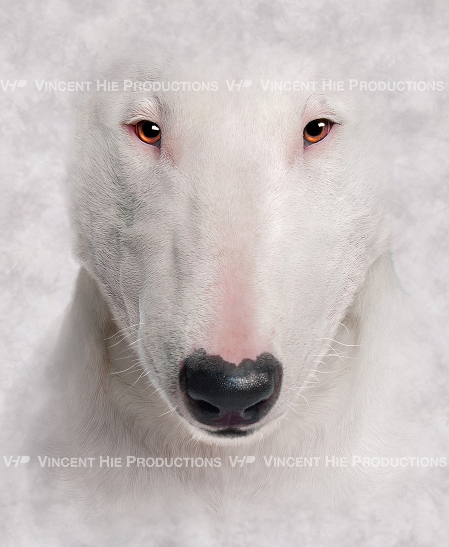 Bull Terrier