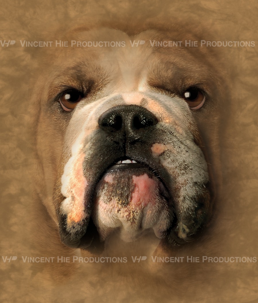 Bulldog Big Face