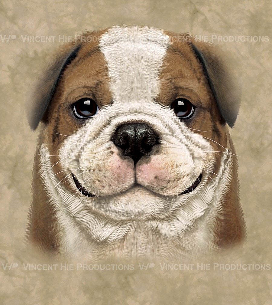 Bulldog puppy Big Face