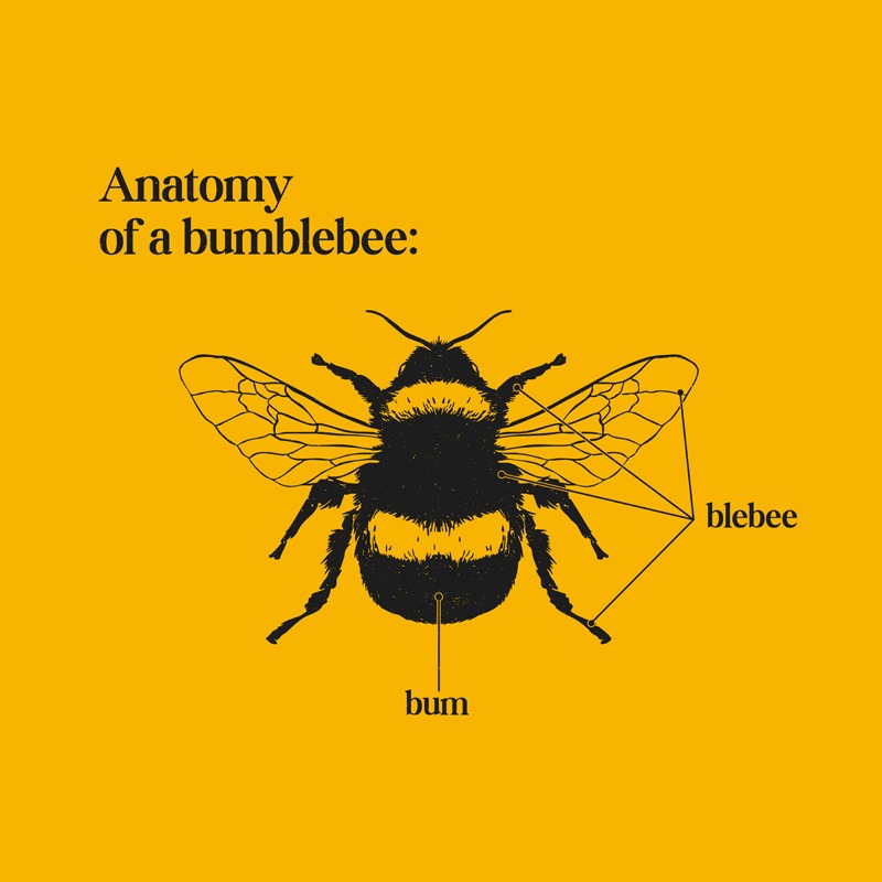 Bumblebee Anatomy