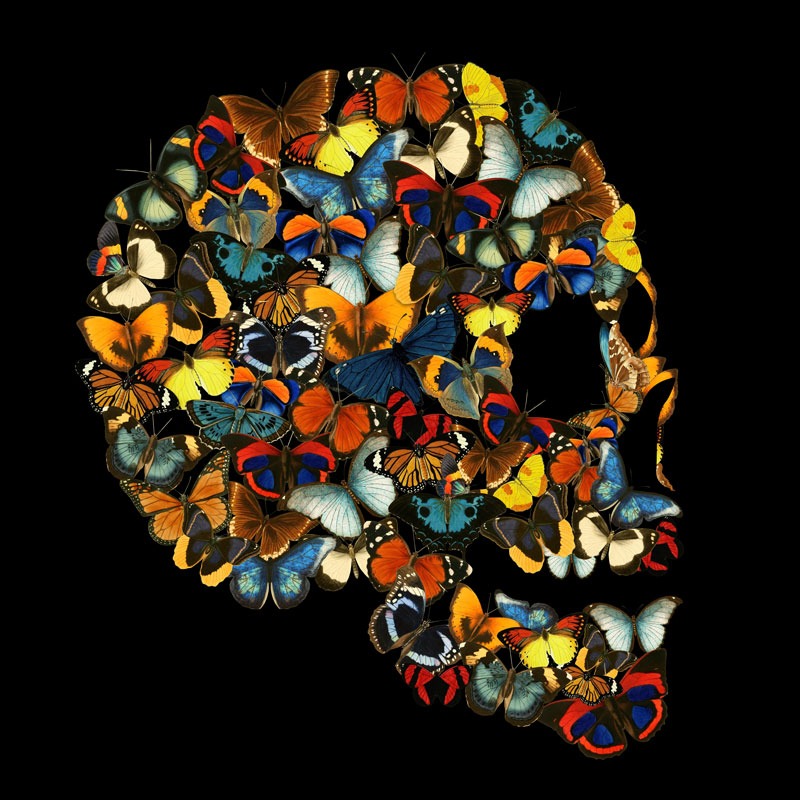 Butterfly Skull Collage