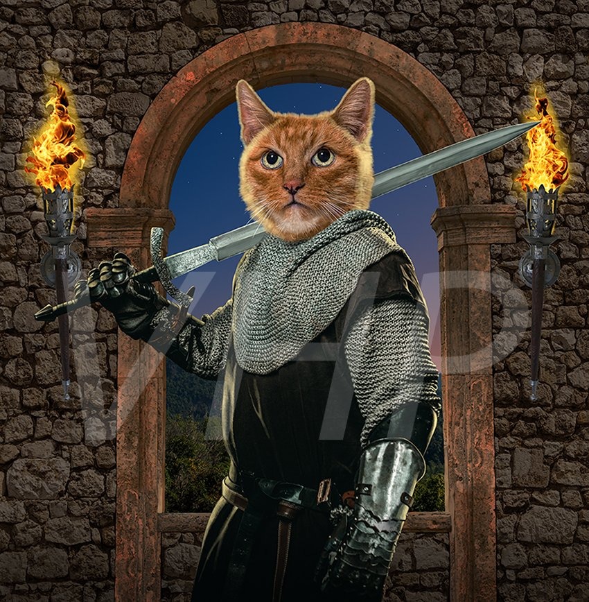 Cat Knight