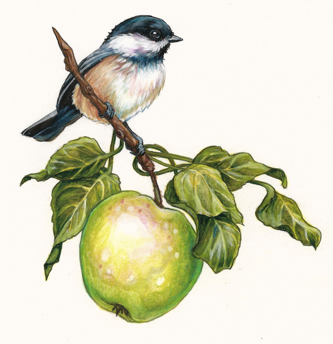 Chickadee and apple