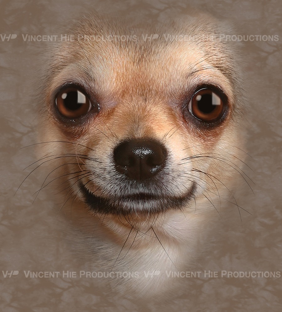 Chihuahua Big Face