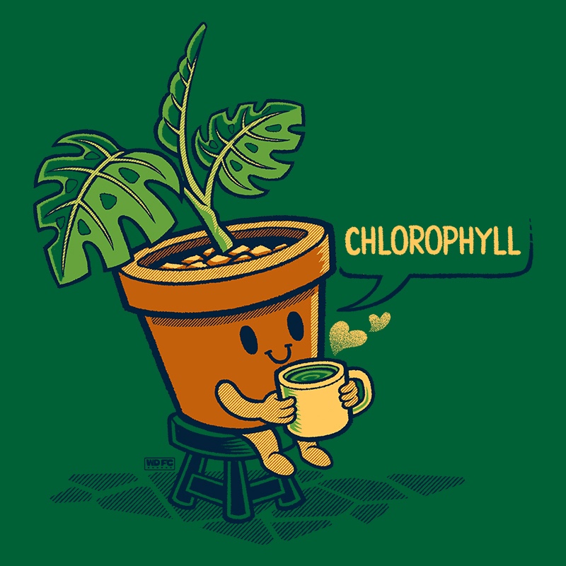 Chlorophyll