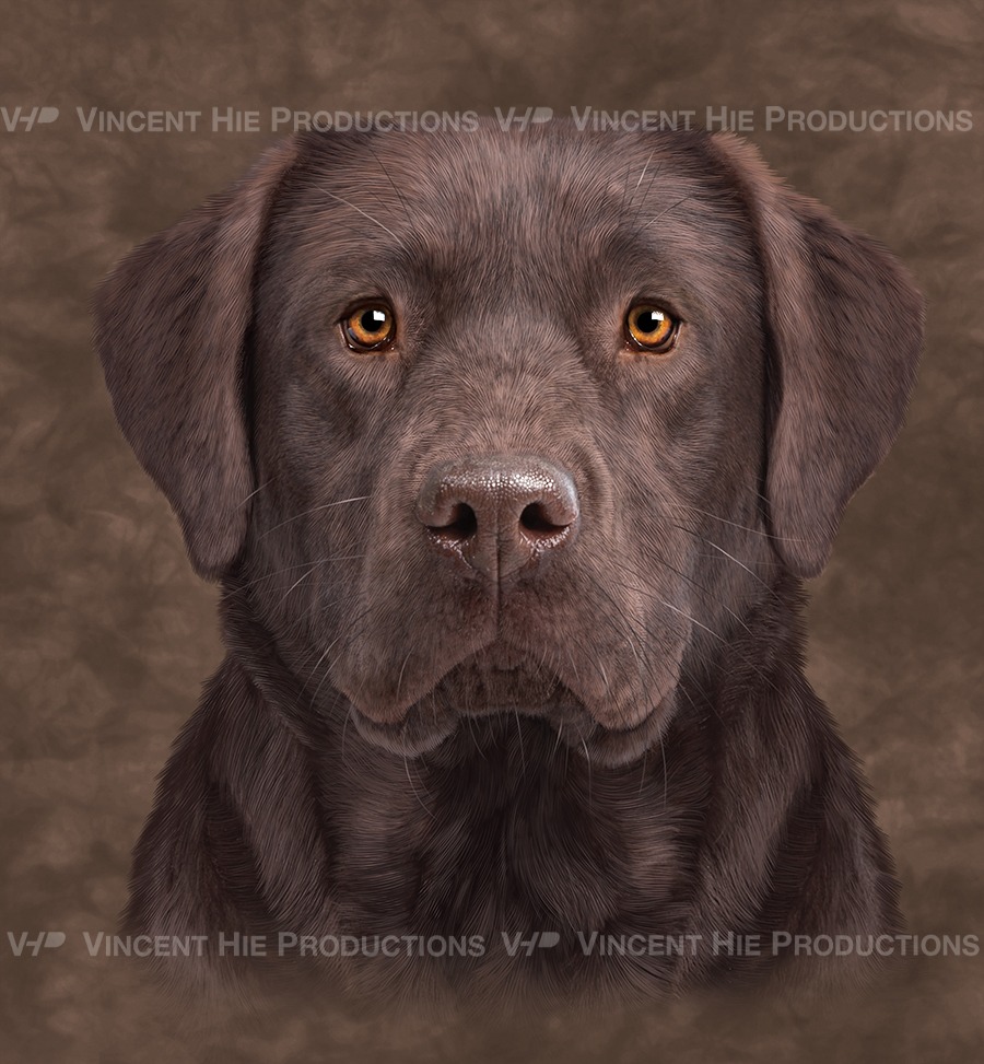 Chocolate Labrador 2 Big Face