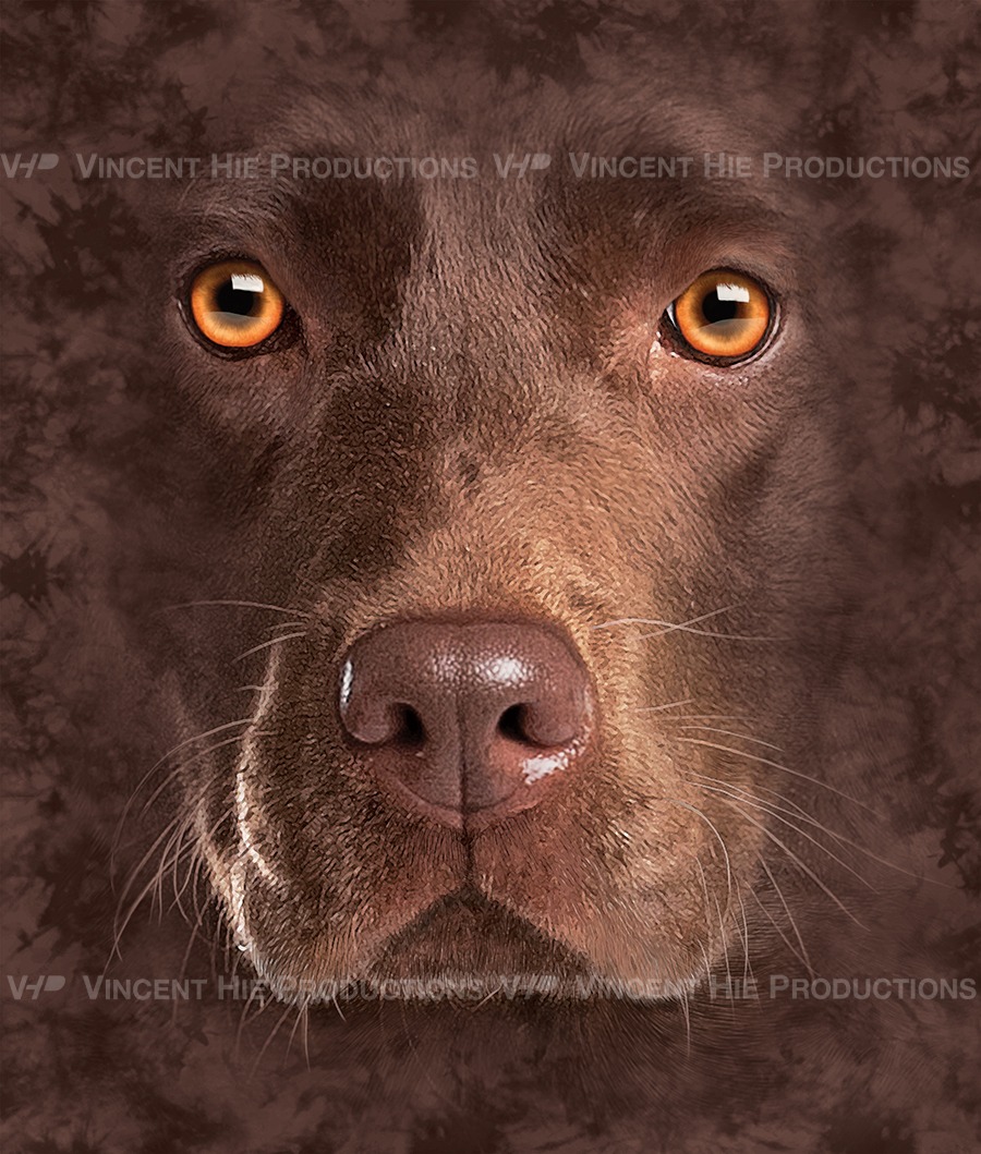 Chocolate Labrador Big Face