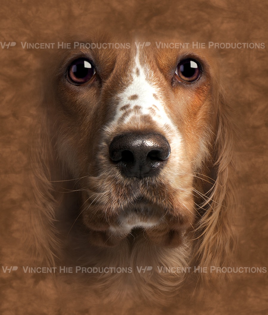 Cocker Spaniel Big Face