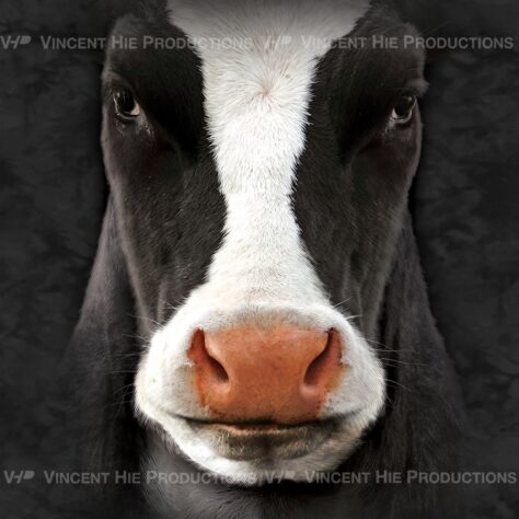Farm / Farm Animals - Tate & Co Licensing : Tate & Co Licensing