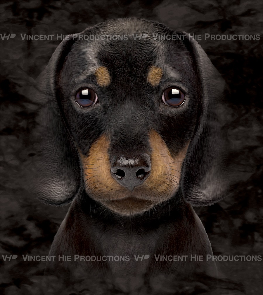 Dachshund Puppy Big Face