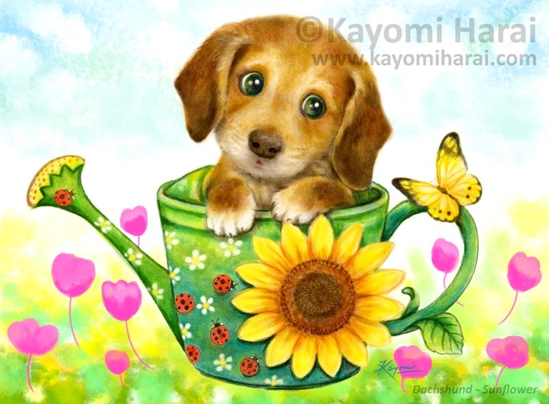 Dachshund Sunflower