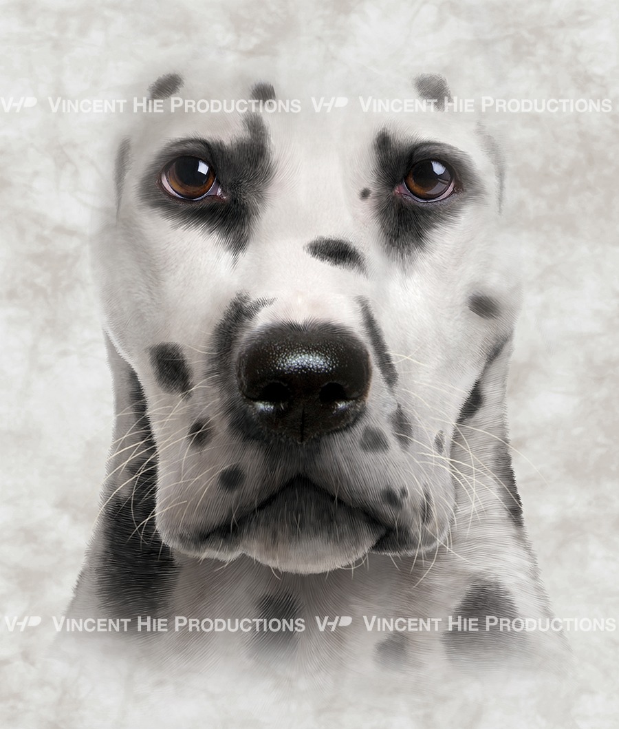 Dalmatian Big Face