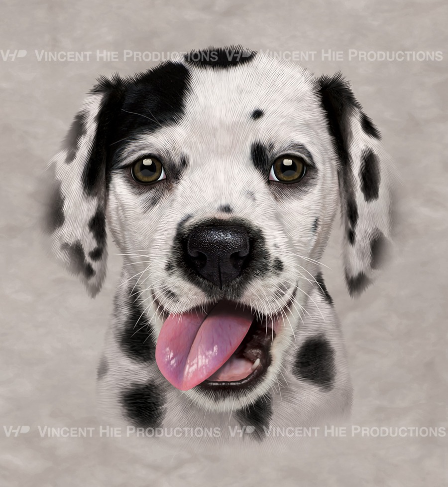 Dalmatian Puppy Big Face