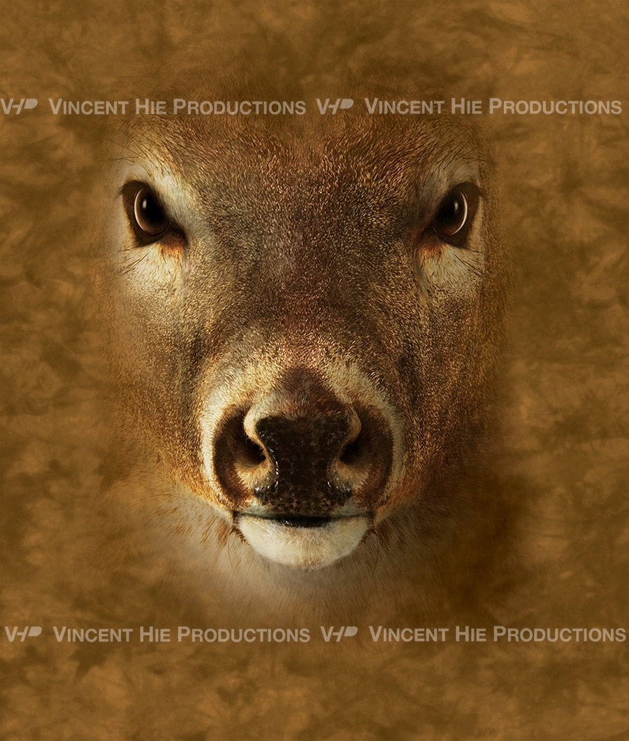 Deer Big Face
