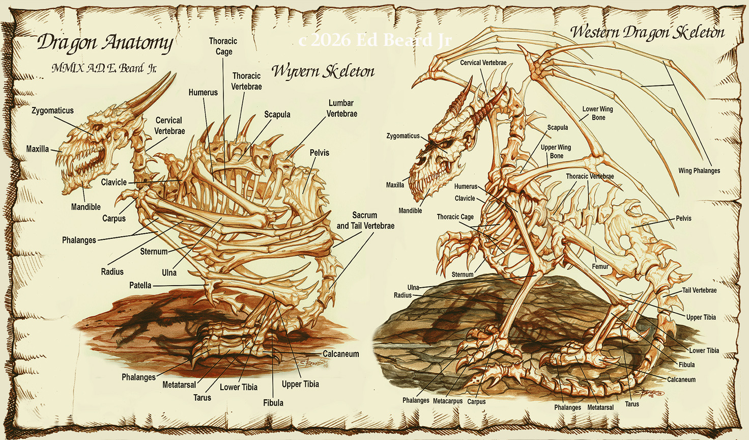 Dragon Anatomy “landscape on parchment scroll