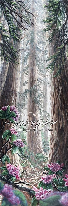 Foggy Redwoods