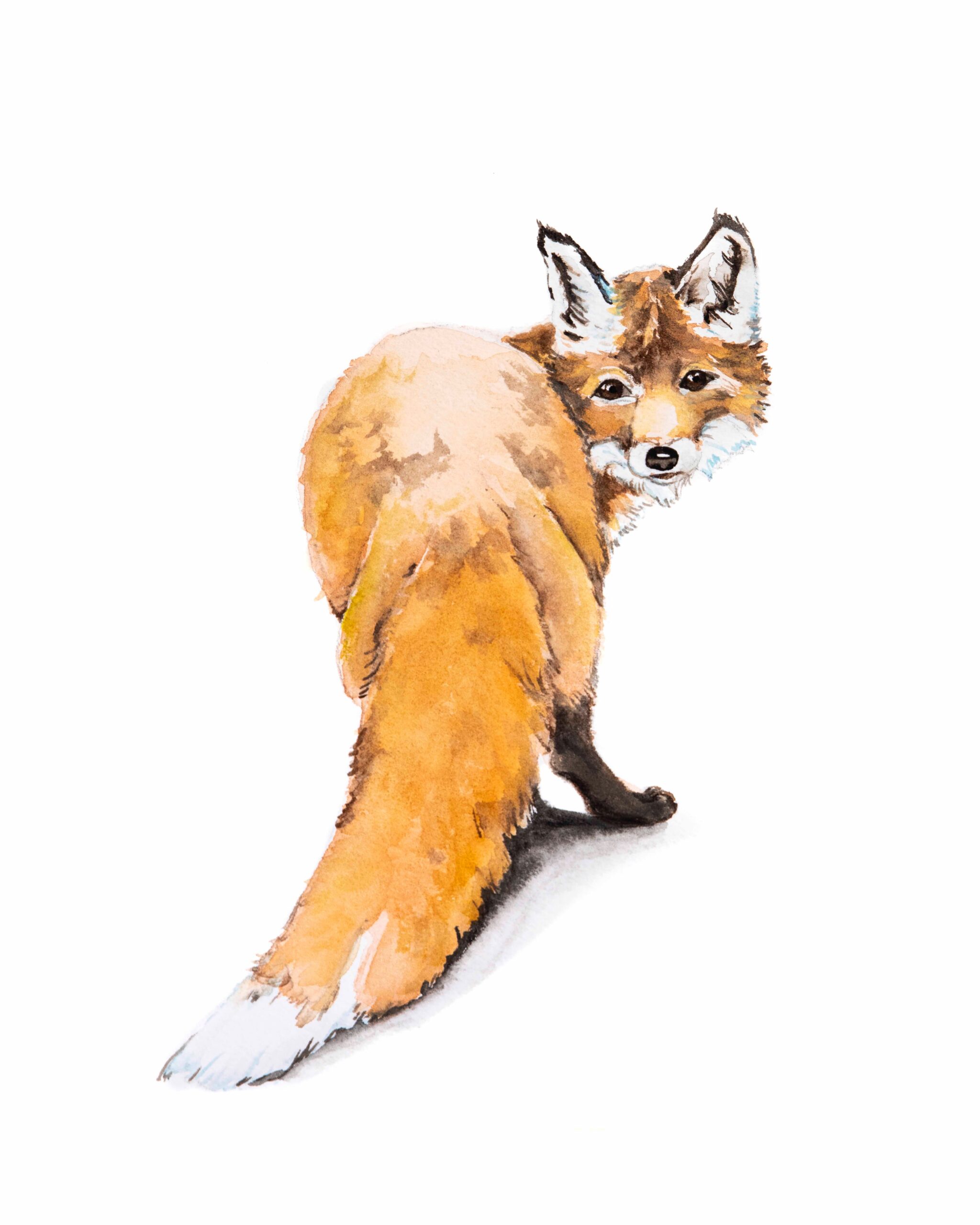 Fox Butt