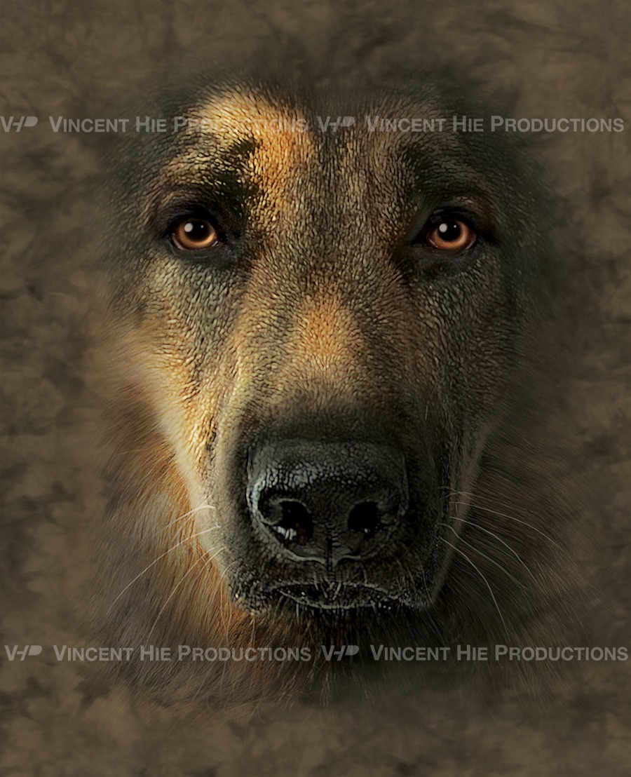 German Shepherd 2 Big Face