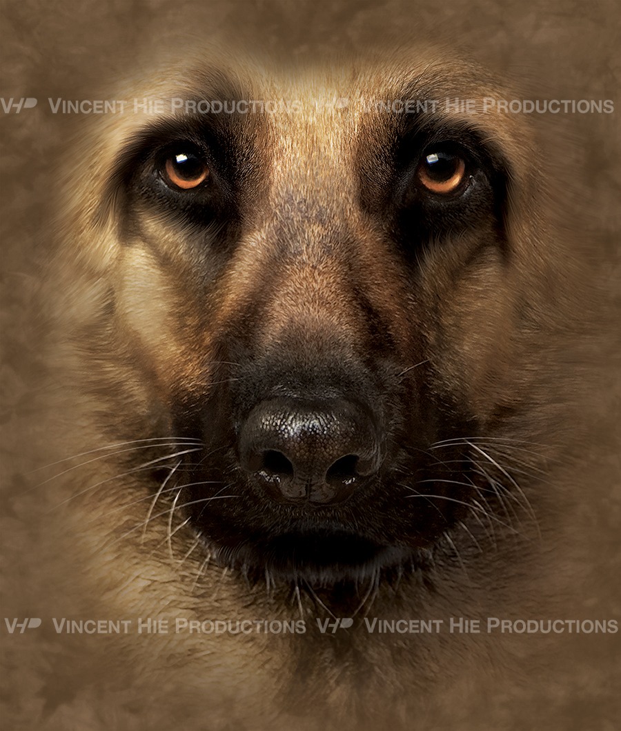 German Shepherd Big Face