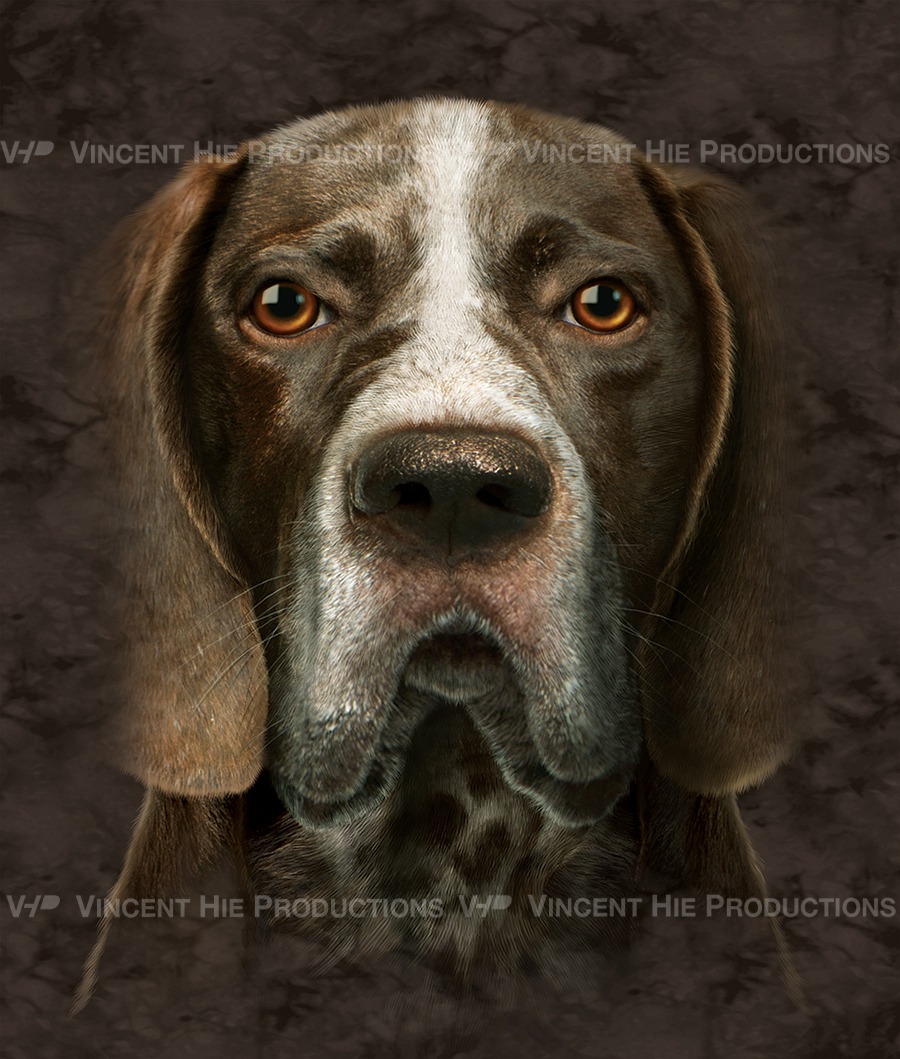 German Shorthaird Pointer Big Face