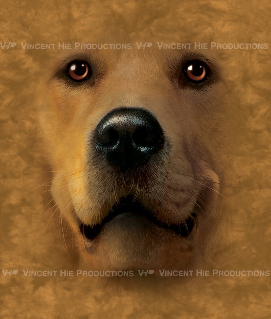 Golden Retriever Big Face