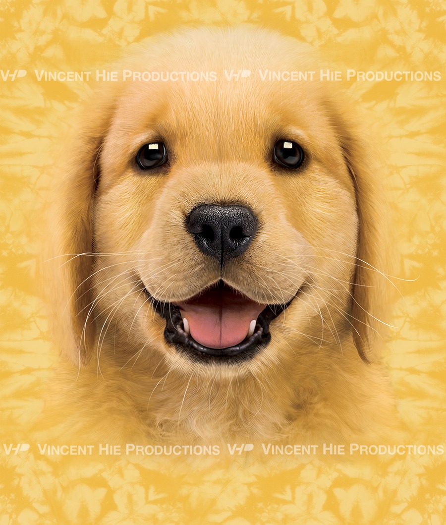 Golden Retriever Puppy Big Face