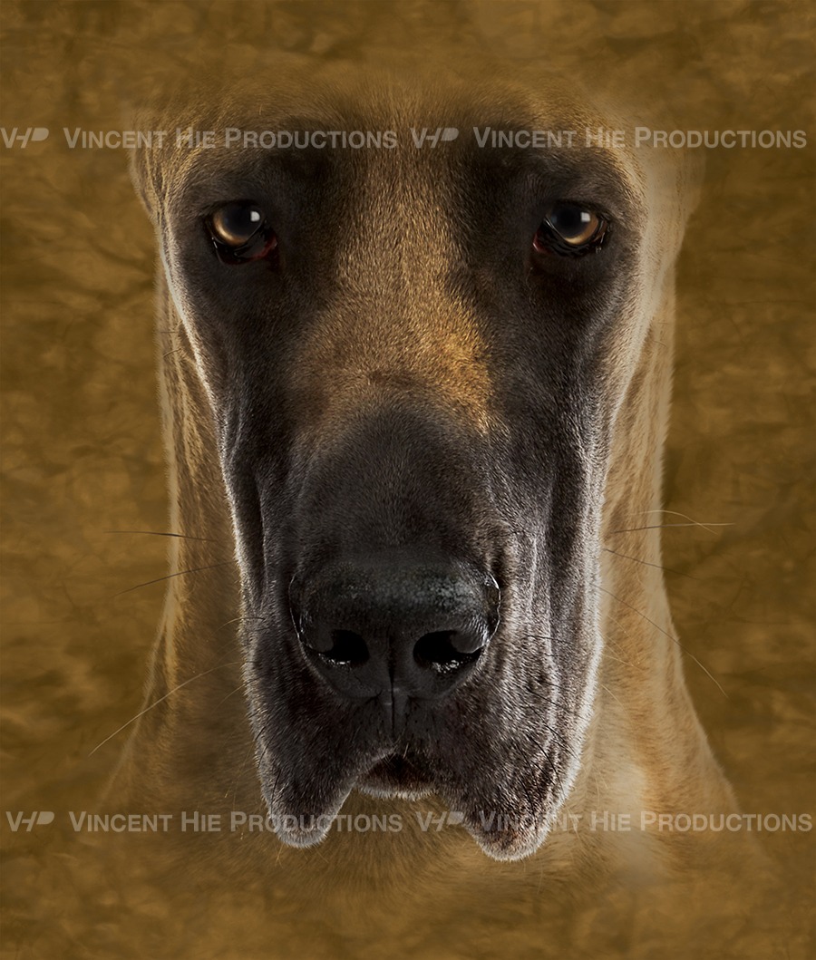 Great Dane Big Face