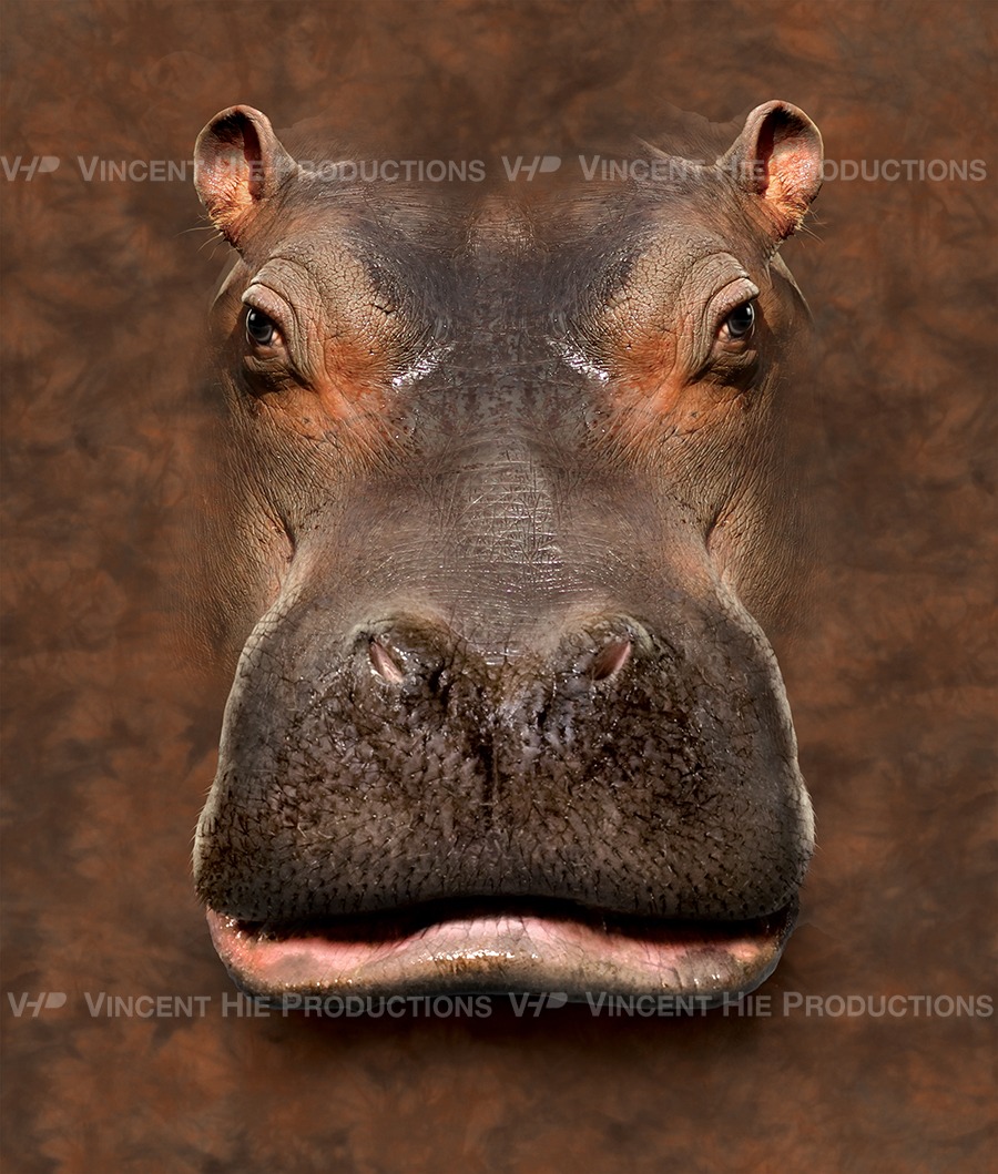 Hippo Big Face