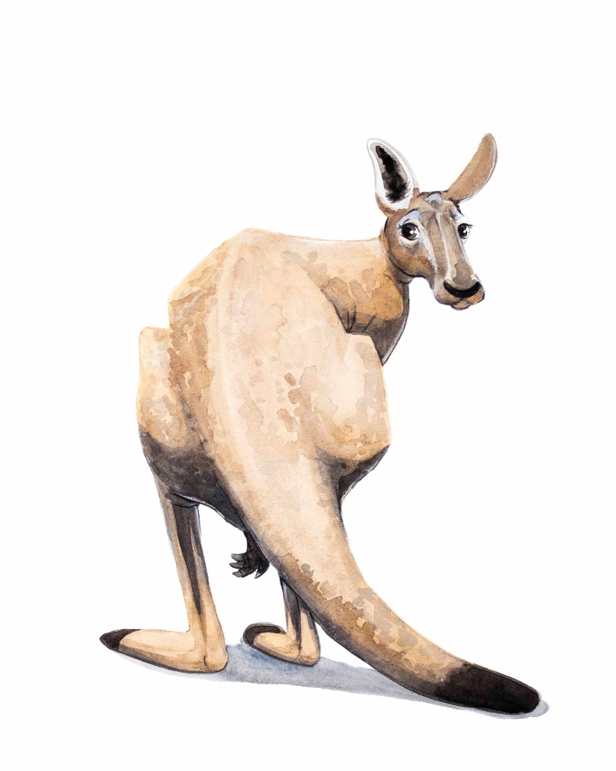 Kangaroo Butt