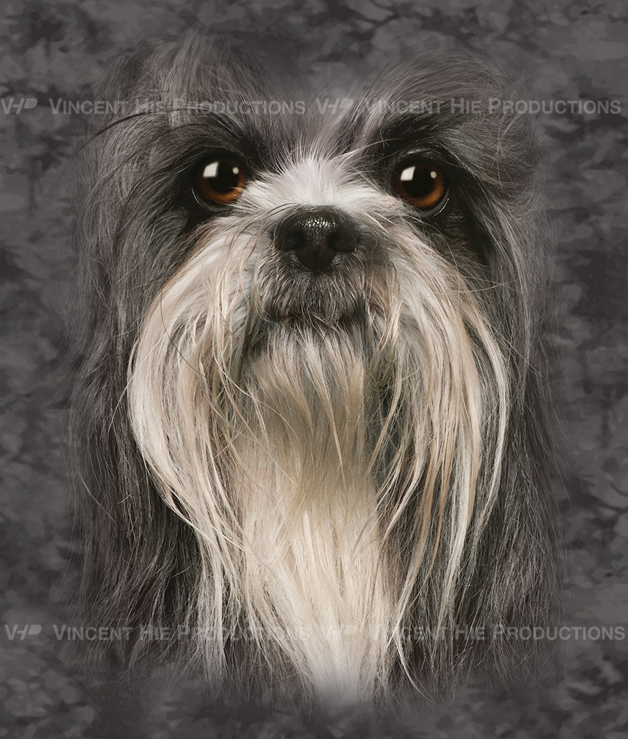 Lhasa Apso Big Face