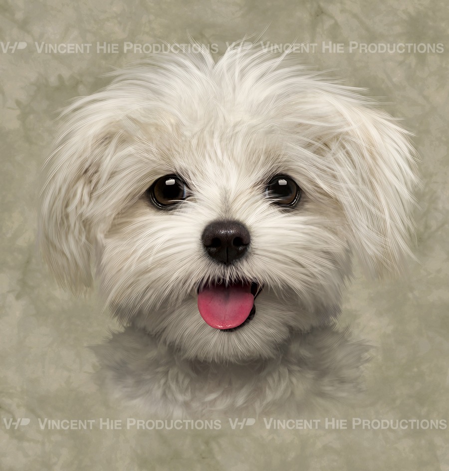 Maltese Puppy Big Face