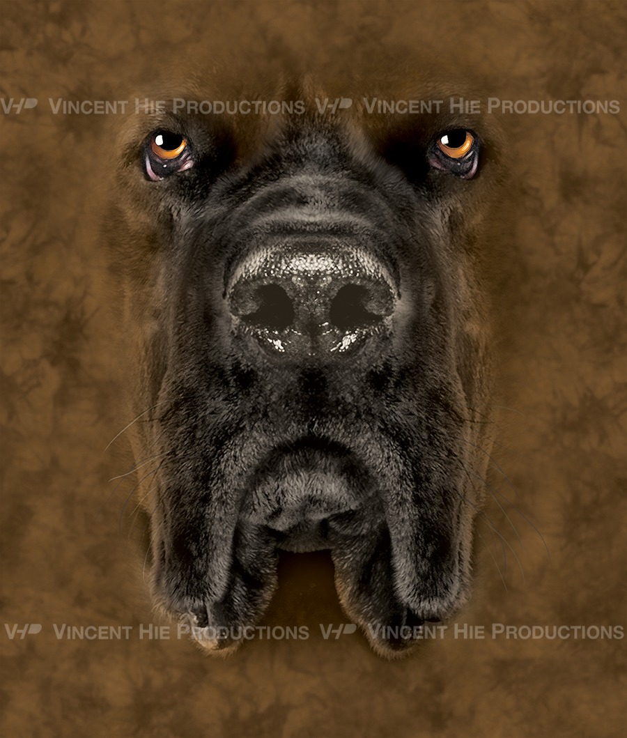 Mastiff Big Face