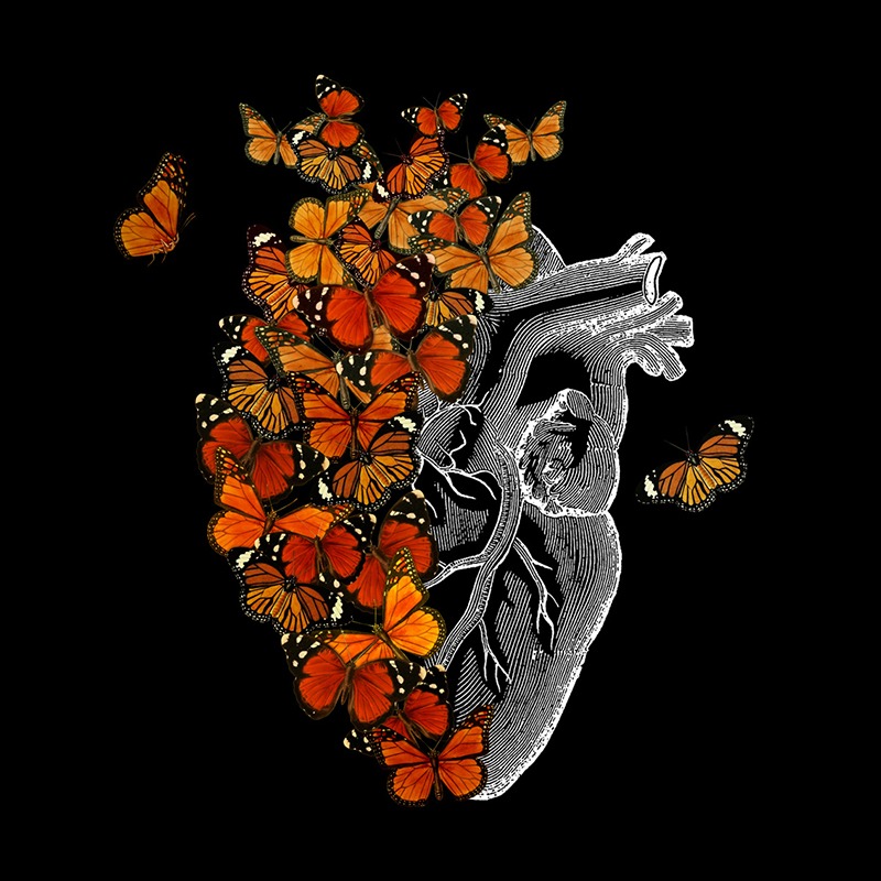 Monarch Butterfly Heart