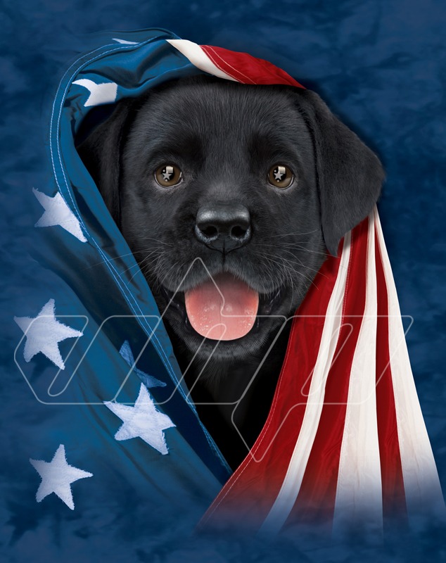 Patriotic Black Lab Puppy