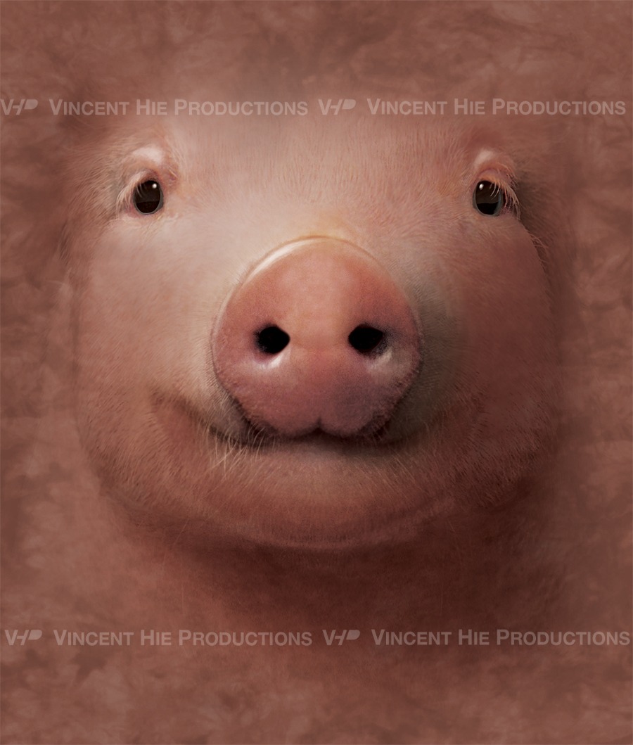 Pig Big Face