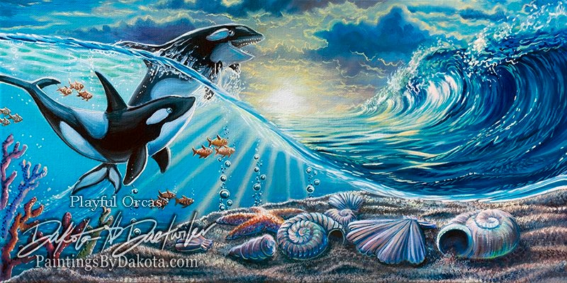 Playful Orcas