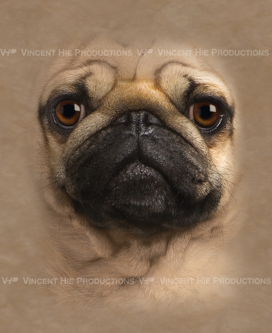 Pug Big Face